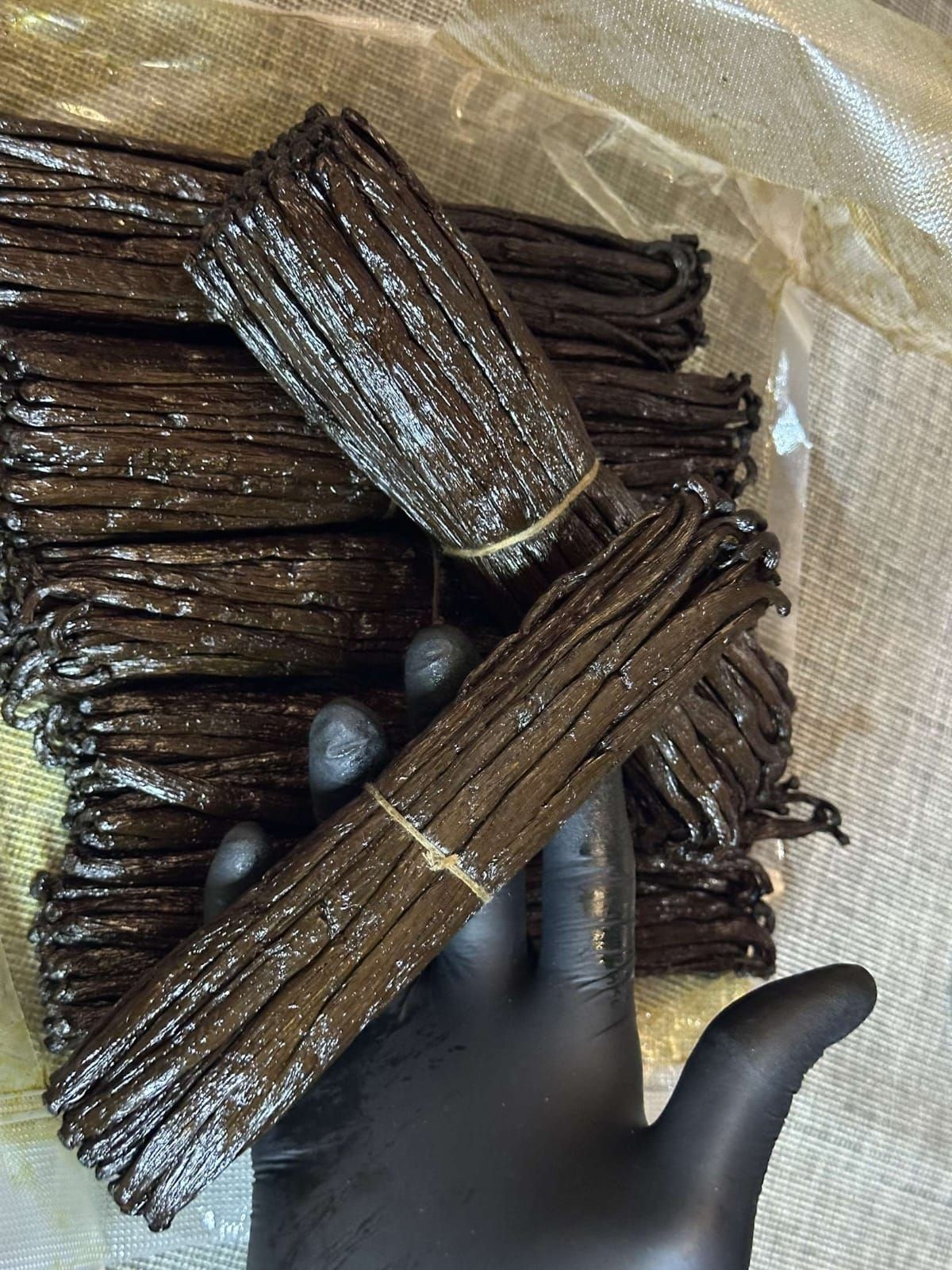 Gloved hand holding bundles of vanilla beans on a woven surface.