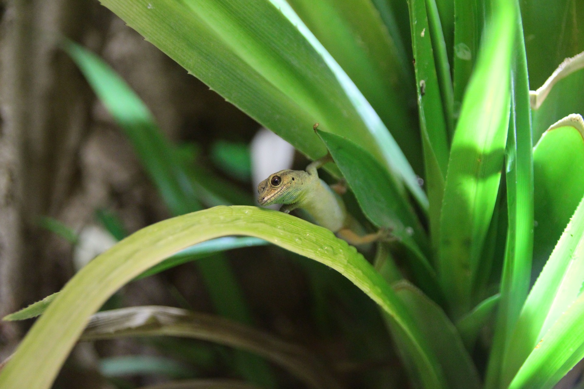 Gecko se cacher dans une couronne de palmiers